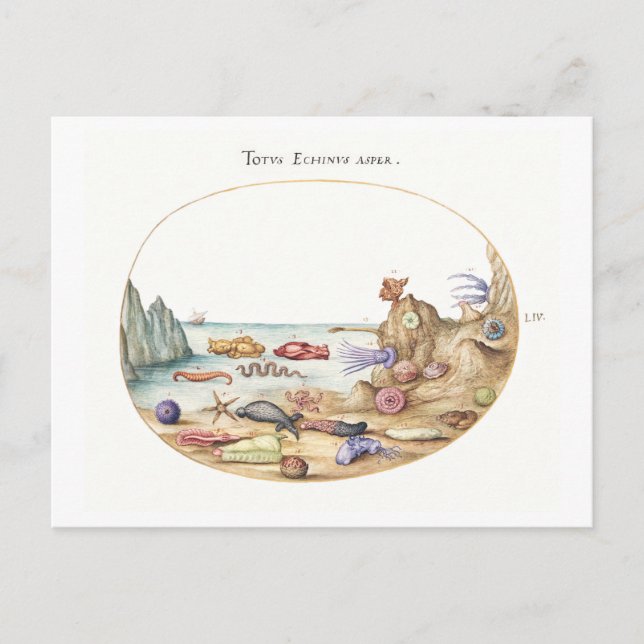 Postal Ilustracion de las criaturas marinas (Anverso)