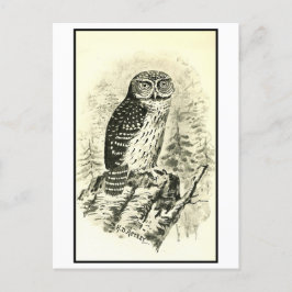 Postal Ilustracion de lechuza de época