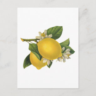 Postal Ilustracion de Lemons Vintage