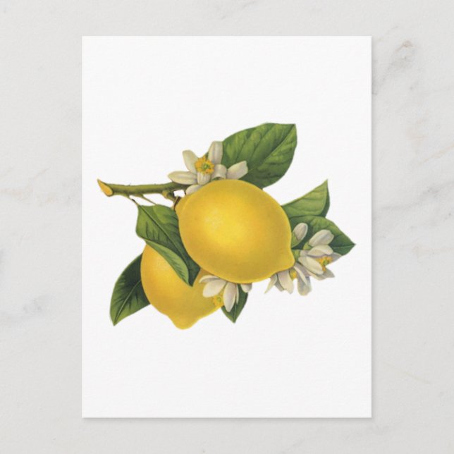 Postal Ilustracion de Lemons Vintage (Anverso)
