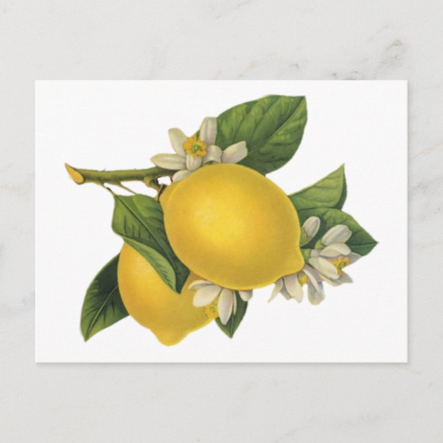 Postal Ilustracion de Lemons Vintage (Anverso)