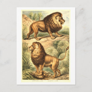 Postal Ilustración de león vintage