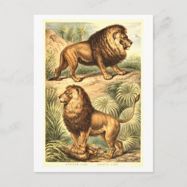 Postal Ilustración de león vintage (Anverso)