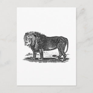 Postal Ilustracion de leones de época - Animal africano d