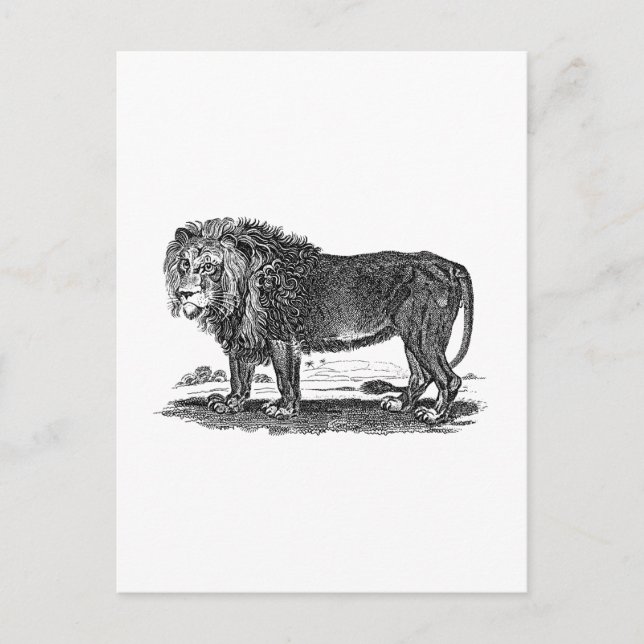 Postal Ilustracion de leones de época - Animal africano d (Anverso)