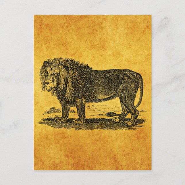 Postal Ilustracion de leones de época - Animal africano d (Anverso)