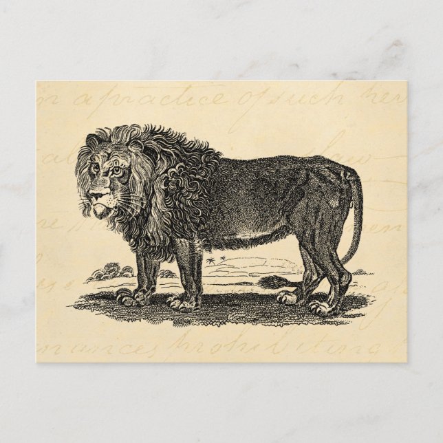 Postal Ilustracion de leones de época - Animal africano d (Anverso)
