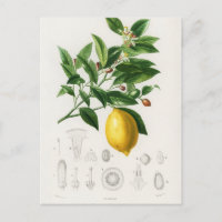 Ilustracion de limón limón cítrico