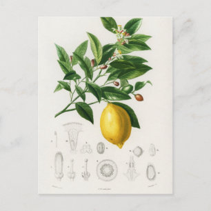 Postal Ilustracion de limón limón cítrico