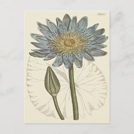 Postal Ilustracion de Lirio de Agua Azul