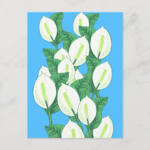 Postal Ilustracion de lirios de Paz Blanca