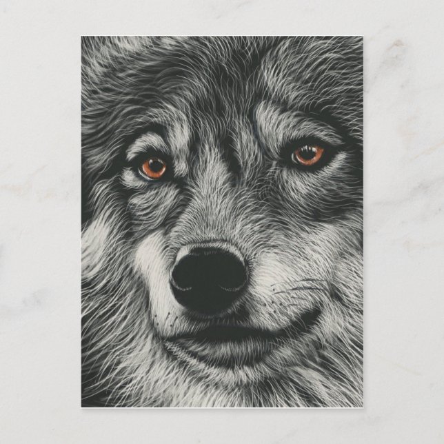 Postal Ilustracion de lobo blanco y negro (Anverso)