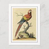 Ilustración de loros guacamayos escarlata vintage