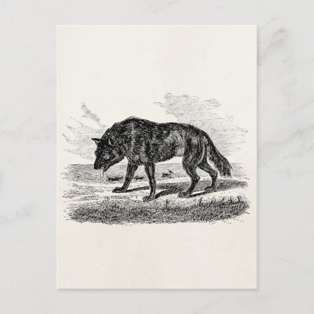 Postal Ilustracion de los lobos del viejo lobo americano  (Anverso)
