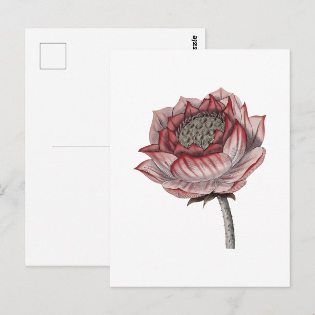 Postal Ilustración de loto dibujada a mano (Anverso / Reverso)