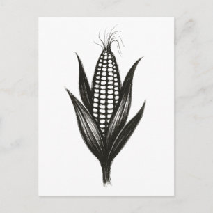 Postal Ilustracion de maíz negro de tinta - Diseño de cos