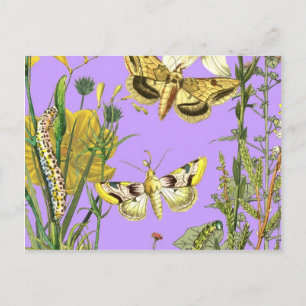 Postal Ilustracion de mariposa bucal bucal