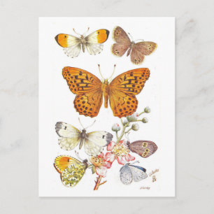 Postal Ilustración de mariposa vintage