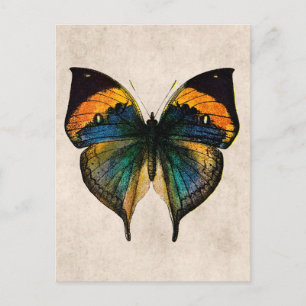 Postal Ilustracion de mariposa vintage - Mariposas
