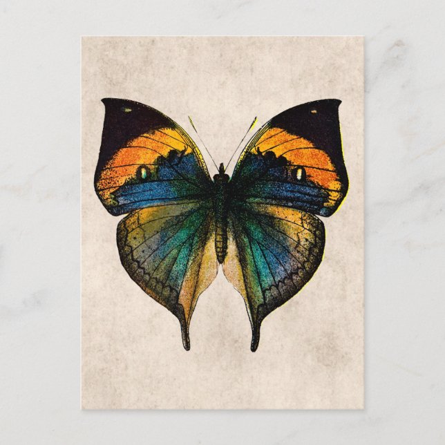 Postal Ilustracion de mariposa vintage - Mariposas (Anverso)
