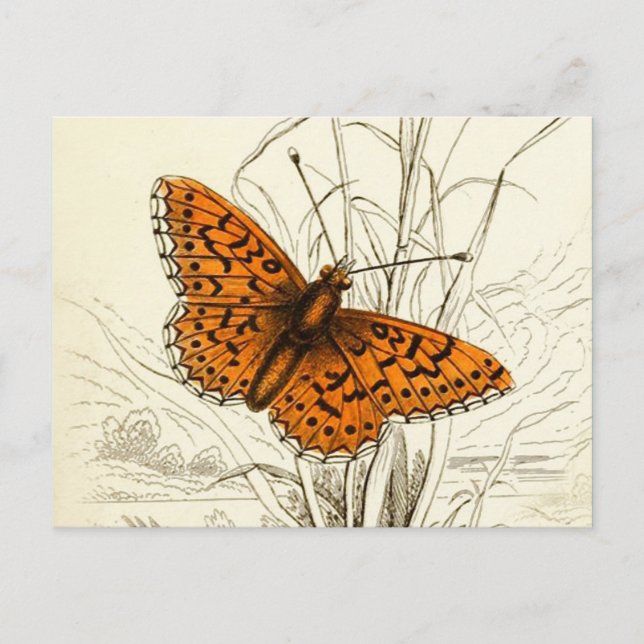 Postal Ilustracion de mariposa vintage, Naranja y negro (Anverso)