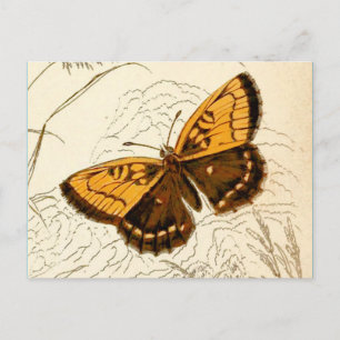 Postal Ilustracion de mariposa vintage, oro y marrón