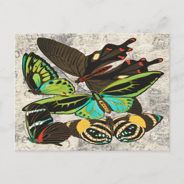 Postal Ilustracion de mariposas antiguas de Francia-1 (Anverso)