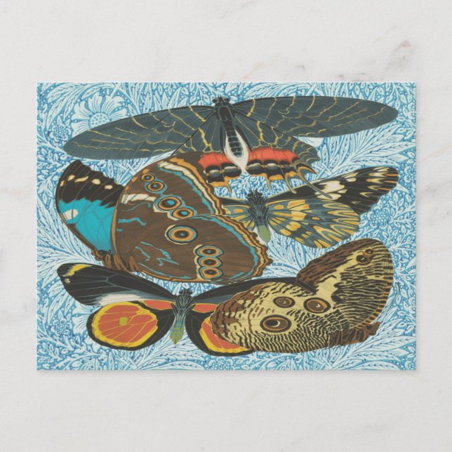 Postal Ilustracion de mariposas antiguas de Francia-2 (Anverso)