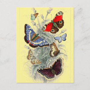 Postal Ilustracion de mariposas europeo de época