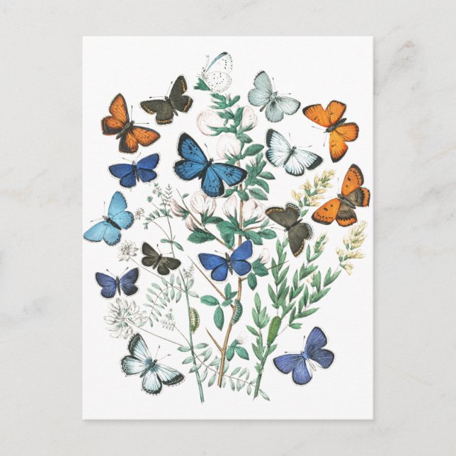 Postal Ilustracion de mariposas vintage (Anverso)