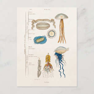 Postal Ilustracion de medusas del siglo XIX - Pescado gel