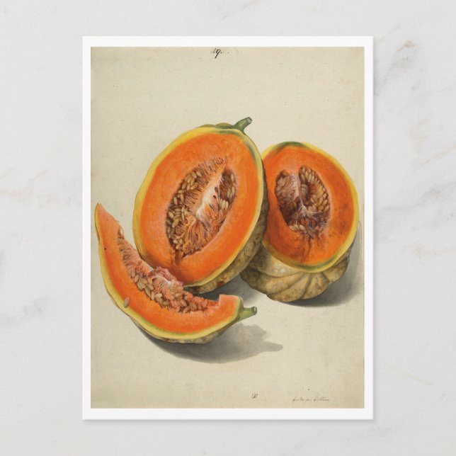 Postal Ilustracion de melón cantaloupe en rodajas (Anverso)