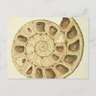 Postal Ilustración de mineralogía de concha marina crista