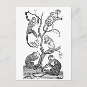 Postal Ilustracion de monos vintage - monos del siglo XIX
