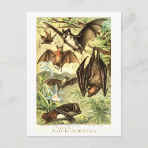 Postal Ilustración de murciélago vintage