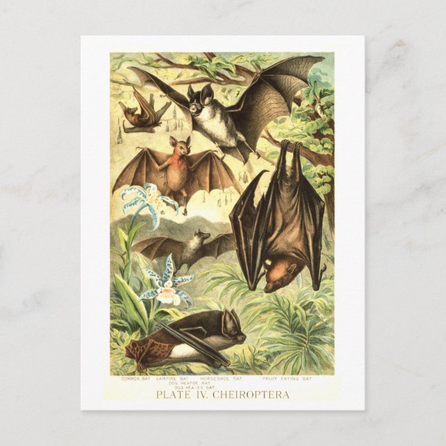 Postal Ilustración de murciélago vintage (Anverso)
