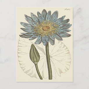 Postal Ilustración de Nenúfar Azul