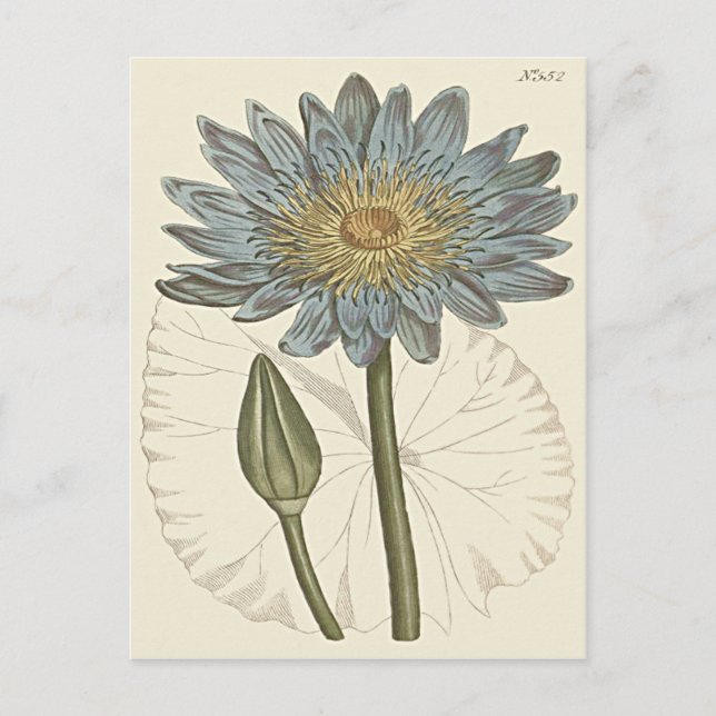 Postal Ilustración de Nenúfar Azul (Anverso)