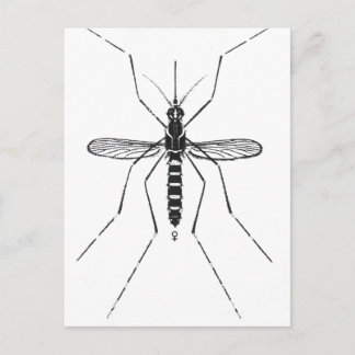 Postal Ilustracion de Nomenclatura Científica de Mosquito