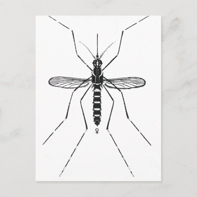 Postal Ilustracion de Nomenclatura Científica de Mosquito (Anverso)