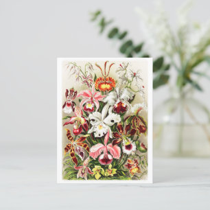 Postal Ilustracion de orquídeas de época