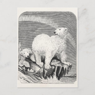 Postal Ilustracion de Osos Árticos Vintage Polar del sigl
