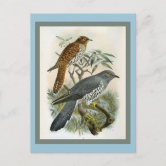 Postal Ilustracion de pájaro común cucú vintage