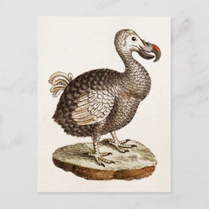 Postal Ilustracion de pájaro de Dodo de los años 1700