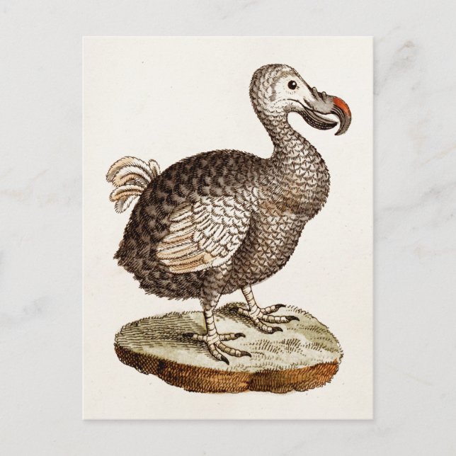 Postal Ilustracion de pájaro de Dodo de los años 1700 (Anverso)