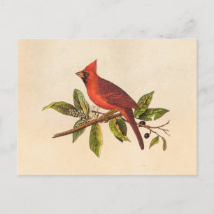Postal Ilustracion de pájaro de la canción del cardenal v