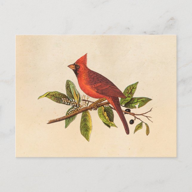 Postal Ilustracion de pájaro de la canción del cardenal v (Anverso)