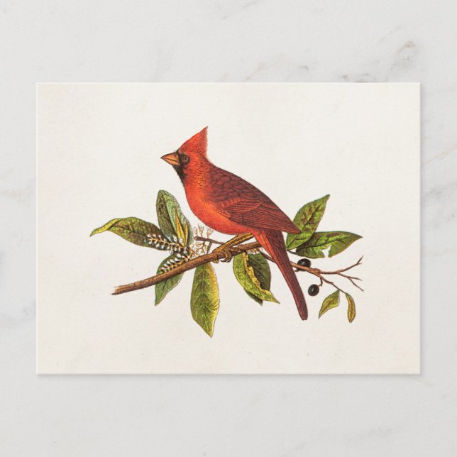 Postal Ilustracion de pájaro de la canción del cardenal v (Anverso)