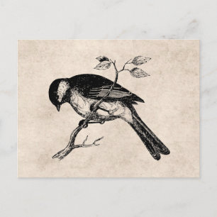 Postal Ilustracion de pájaro de la canción vintage - Aves