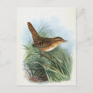 Postal Ilustracion de pájaro de Sedge Wren Vintage